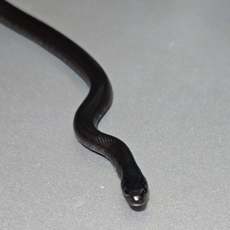Mexican Black Kingsnake