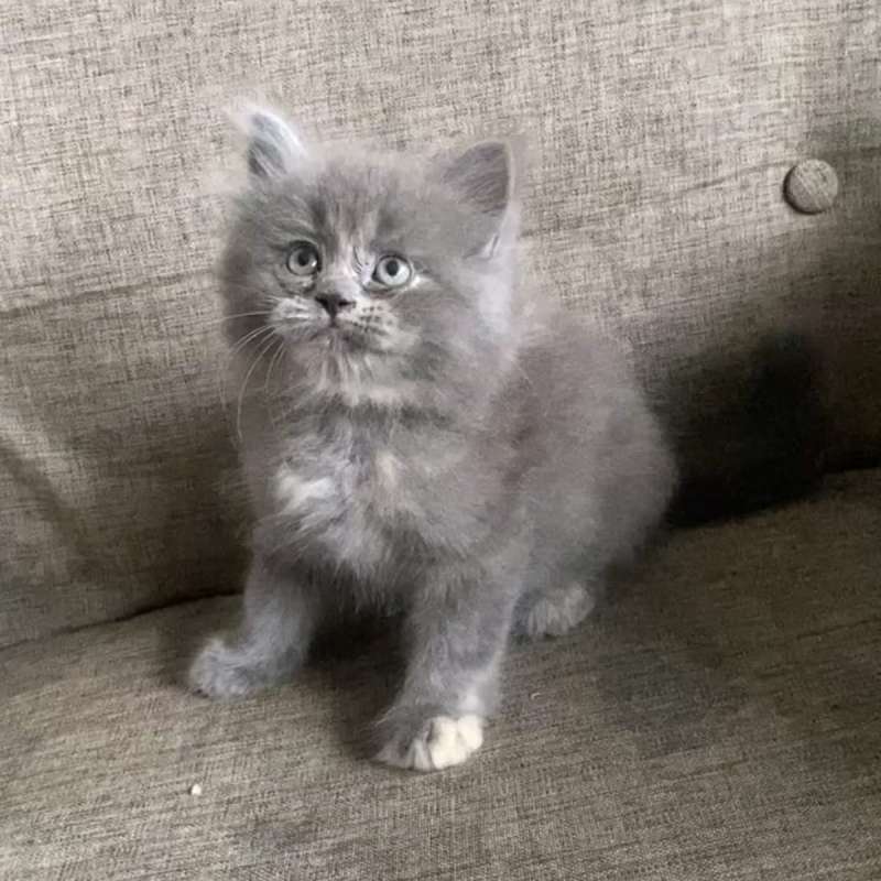 Kucing kitten x British longhair