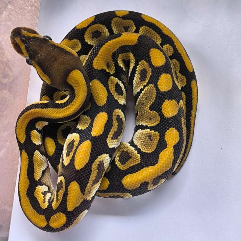 Mojave het clown