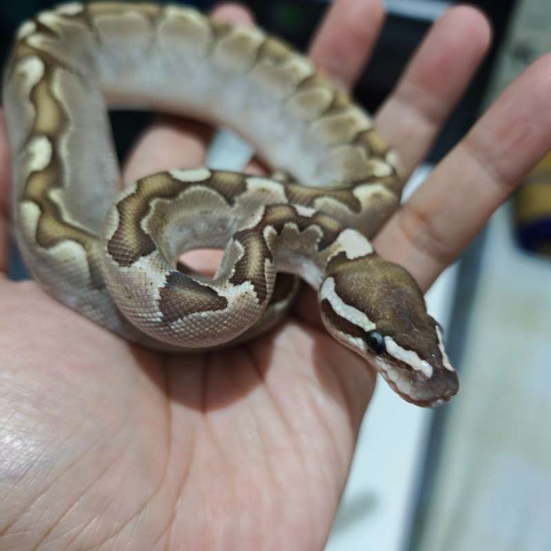 Bamboo Ball Python
