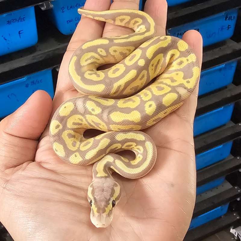 Banana Mojave/phatom poss granite poss het hypo