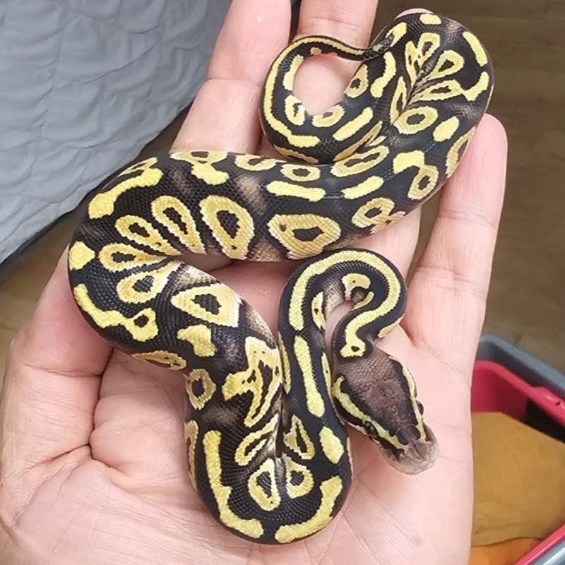 PHANTOM PASTEL GRANITE POSS HET HYPO