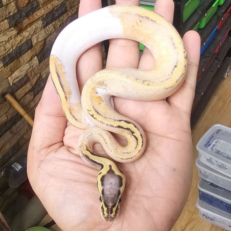 PIED SUPER PASTEL HET LAVENDER POSS HET CLOWN