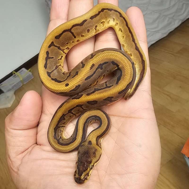 LEOPARD PINSTRIPE ENCHI POSS YELLOWBELLLY HET PIED POSS HET LAVENDER