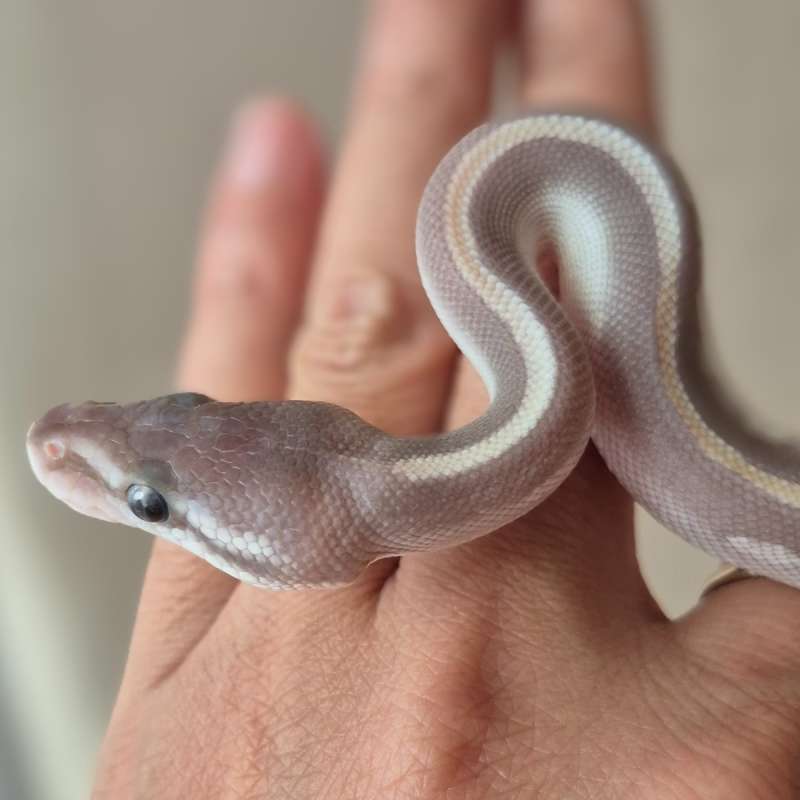 Mystic Potion het Clown Male
