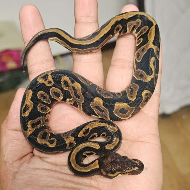LEOPARD HET PIED POSS HET LAVENDER