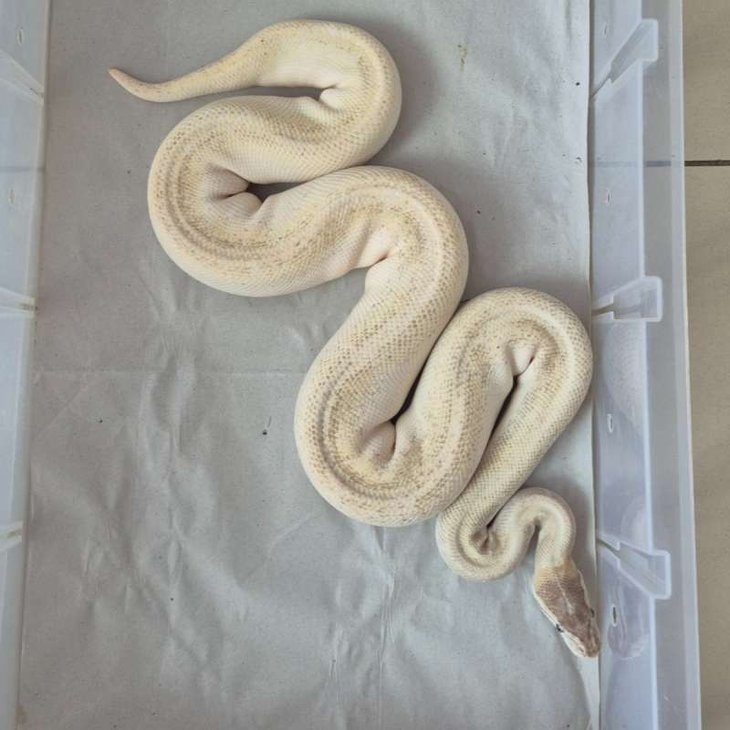 Fem Proven Phantom Mojave Enchi het Clown