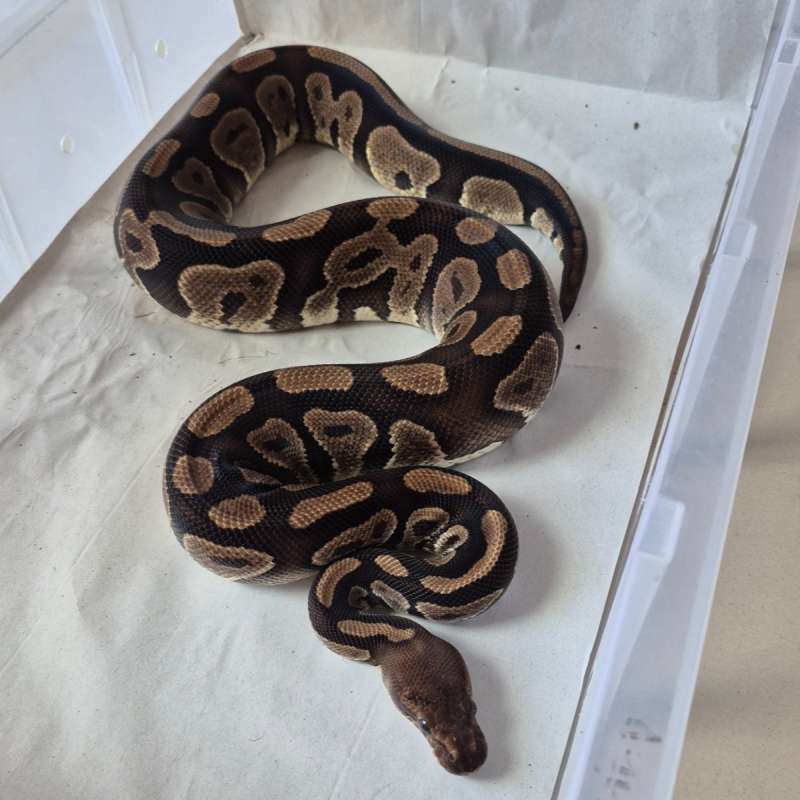 Fem Normal (Mahogany) pos het Pied