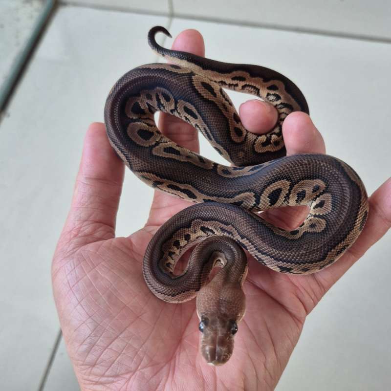 Cinnamon Clown Male