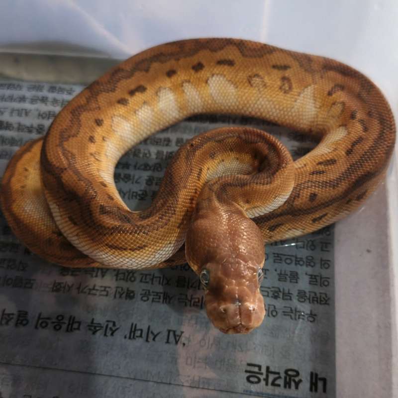 F Black pastel pinstripe clown