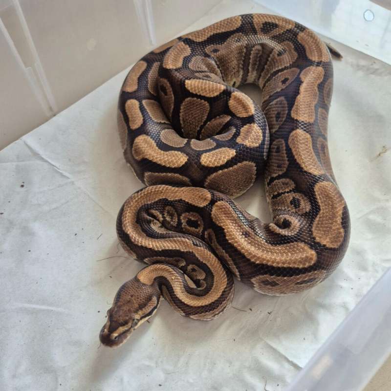 Redstripe het Clown, Male Proven