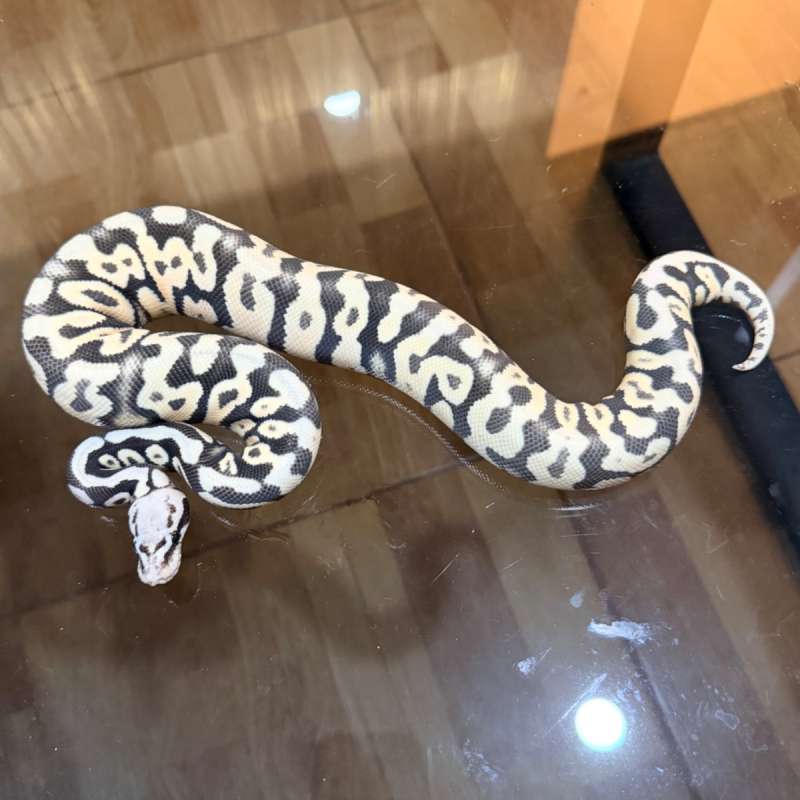 Super pastel spotnose desert ghost