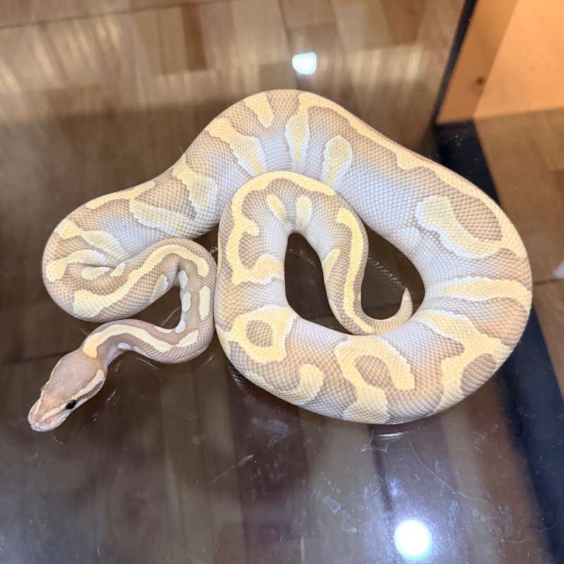 Chocolate lesser enchi hypo