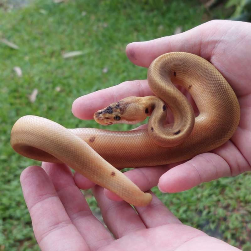 [UNIK!!] M Leopard Spider Enchi ++ 66% het Clown [25C1506]