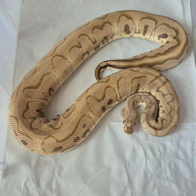 Mystic Clown, Male Proven