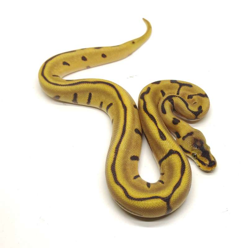 COMBO MEWAH - Enchi Leopard Spider het Lav Albino