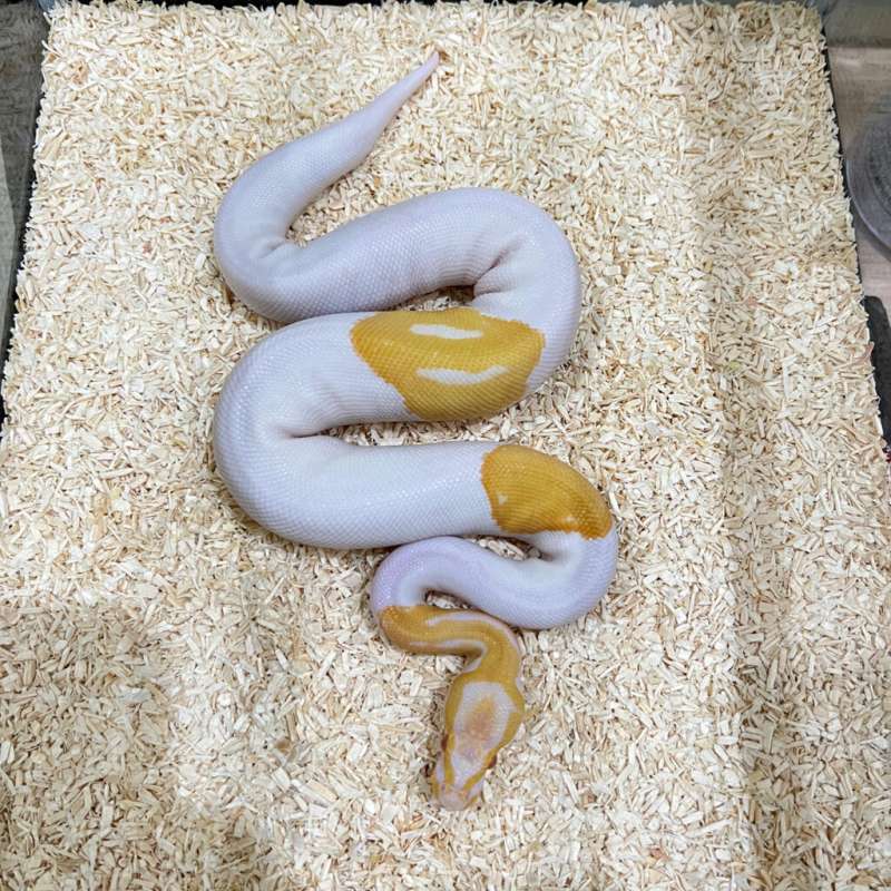 Albino Pied (Hi White)
