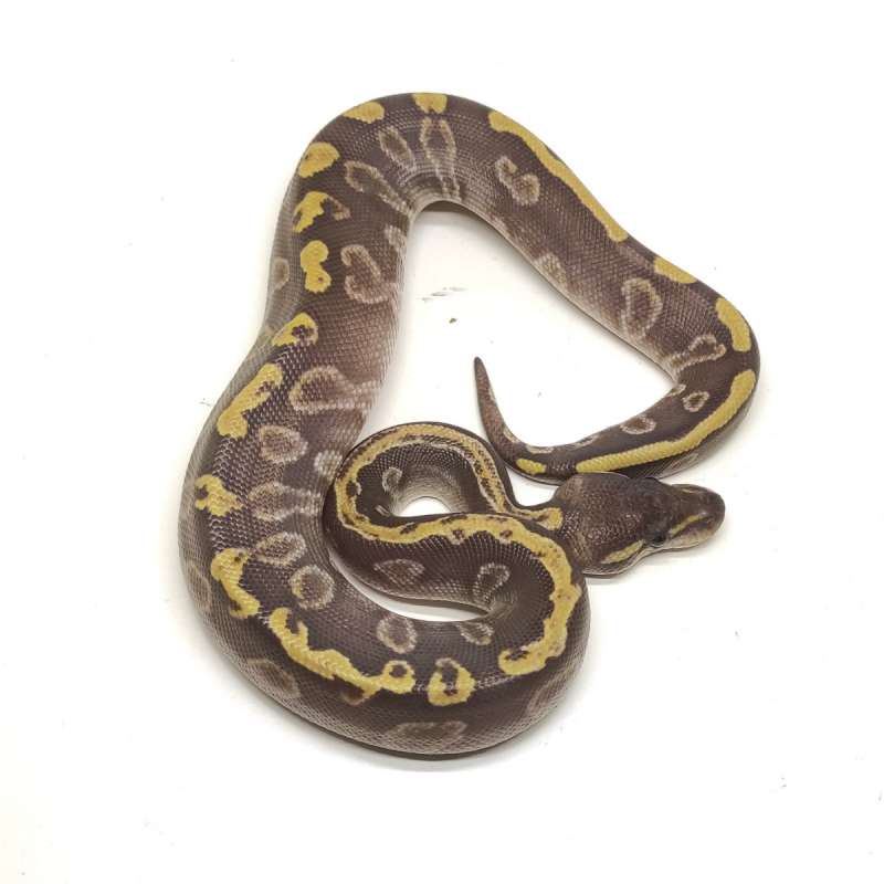 DARK GRAIL COMBO - GHI Mojave het Lavender poshet Clown