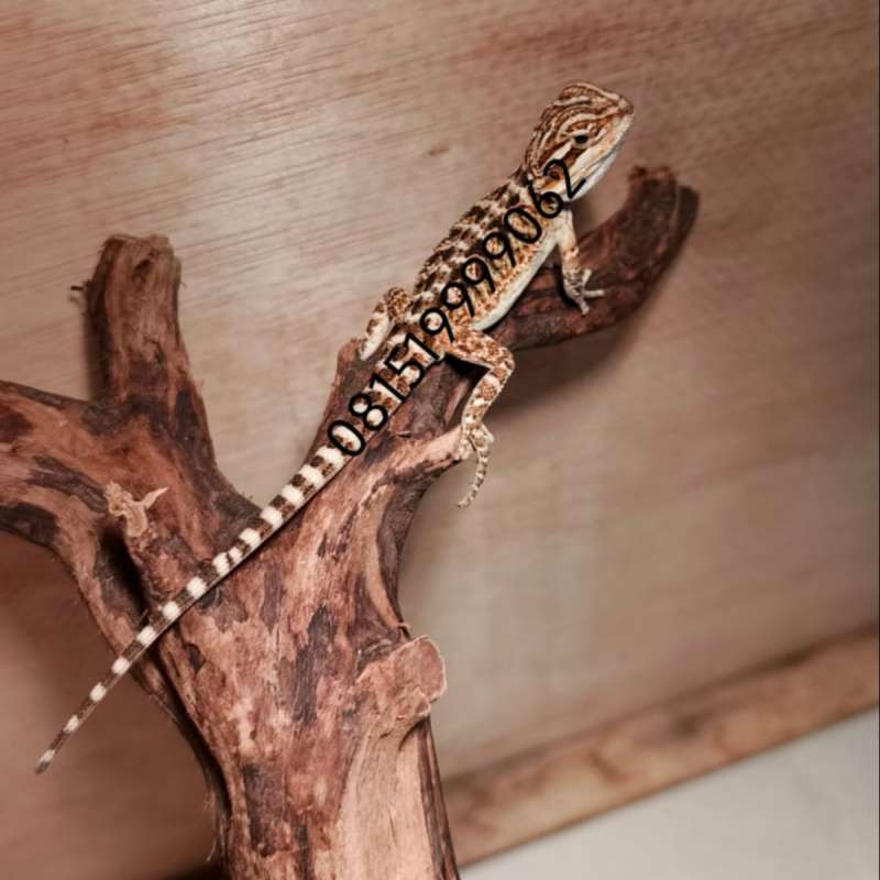 Bearded Dragon - Red Het Hypo