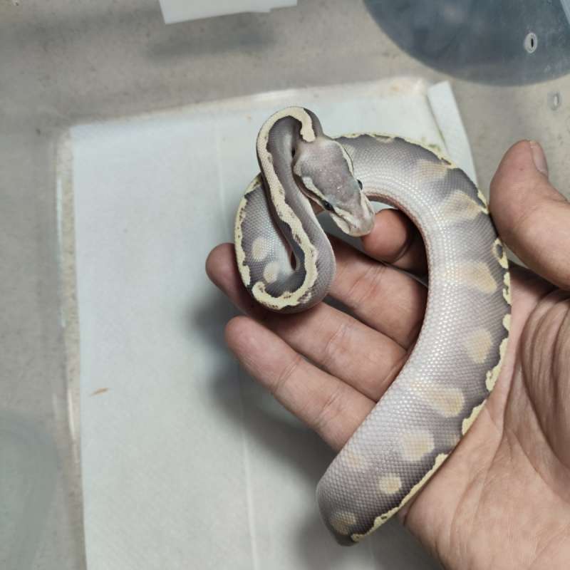 Hypo ghi mojave pastel