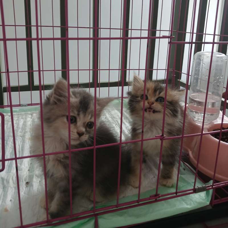 KITTEN PERSMED MIX BSH