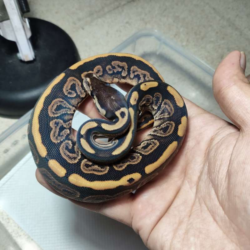 Blackpastel het pied ph lavender