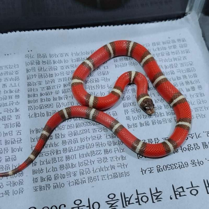 Ms Nelson t+ (Perfect pattern)