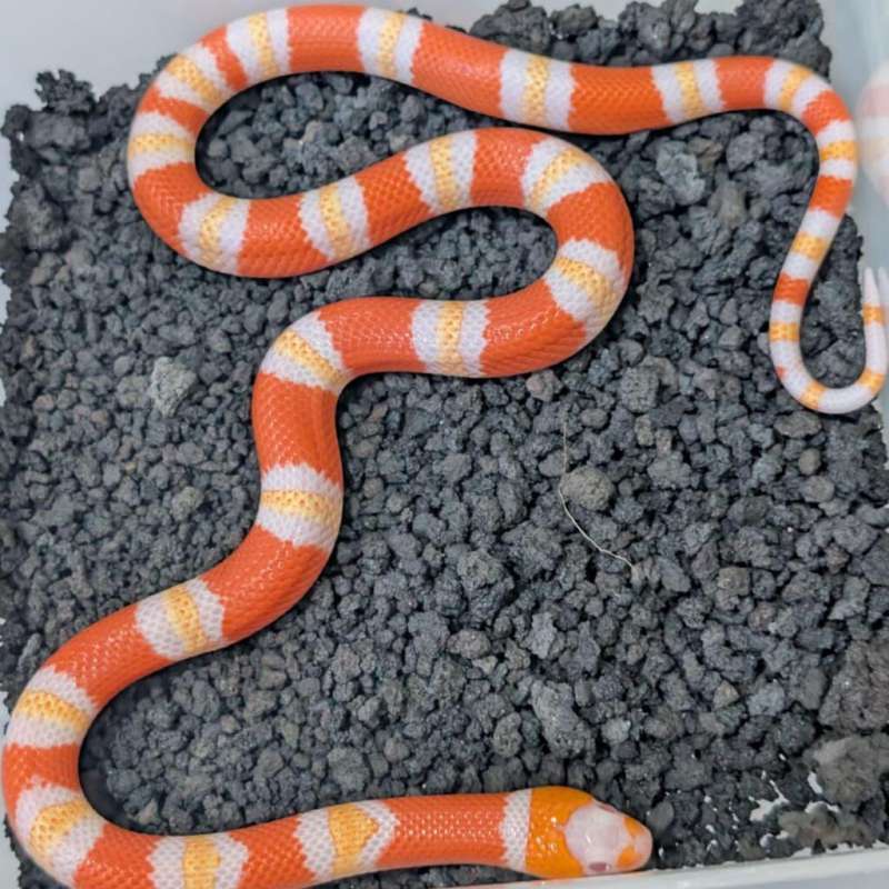 Ms albino honduran