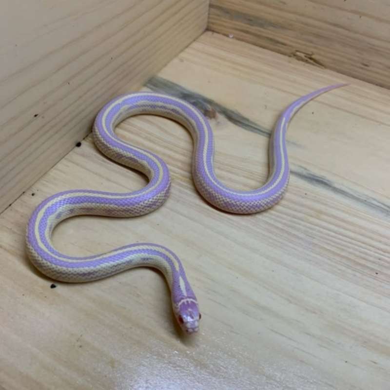 KS albino calif stripe