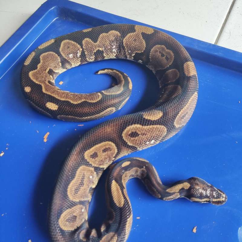 Ball python calico
