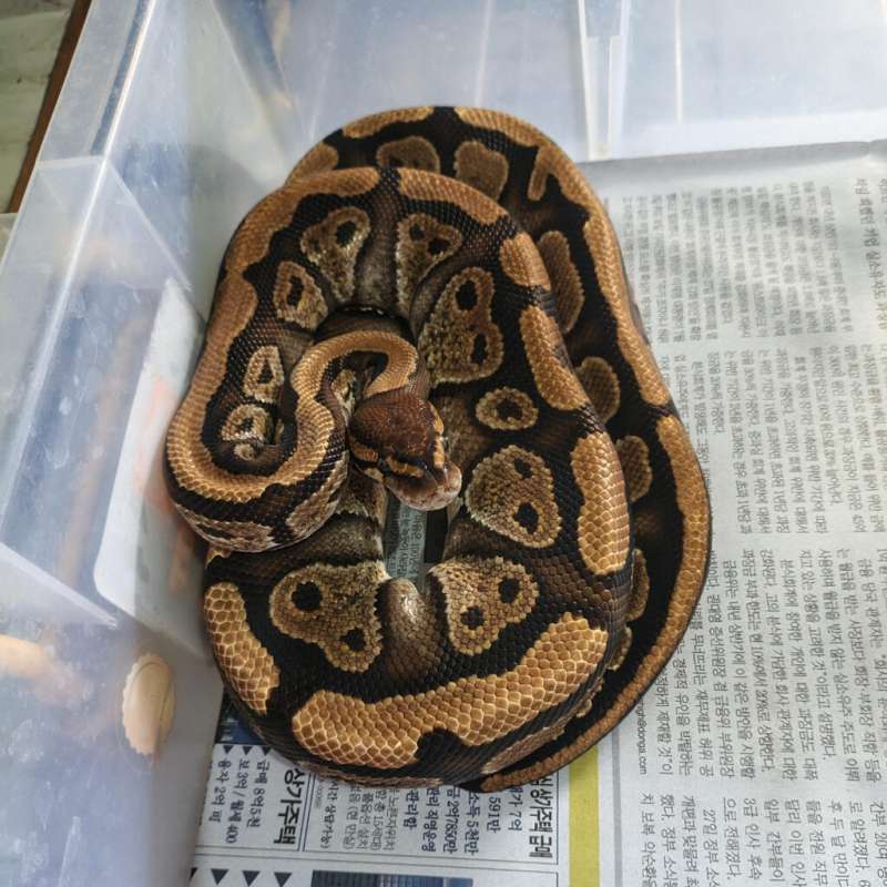 M RS het clown proven