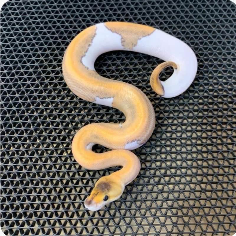 ballpython blackhead champagne male
