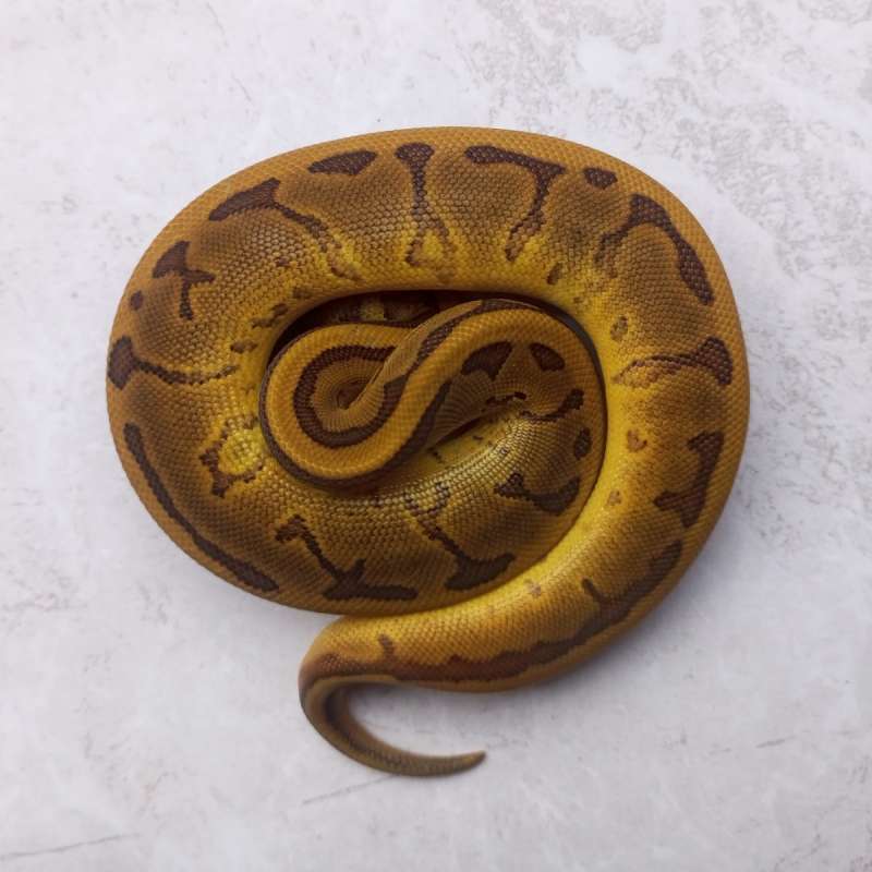 Enchi Leopard Pinstripe