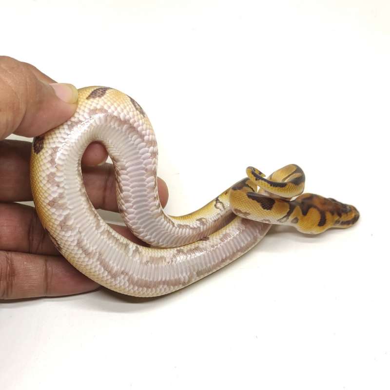 MOTIF BELLY NGETRACK - (YB) Enchi Clown poshet Pied