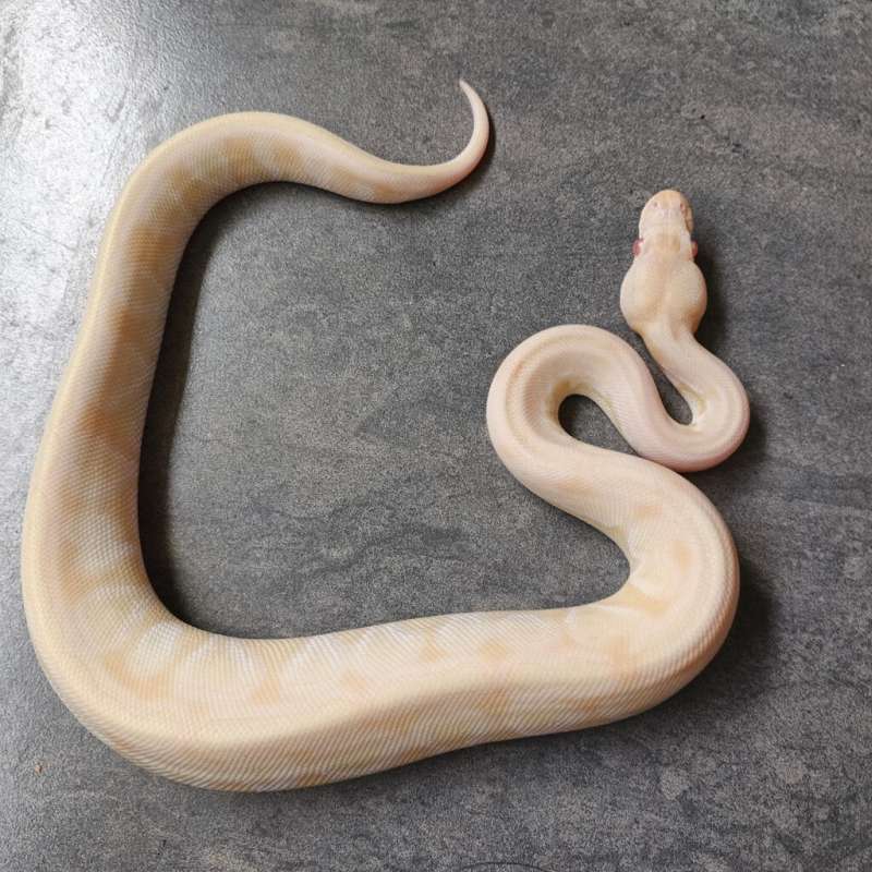 (F) Lesser Albino Het Clown