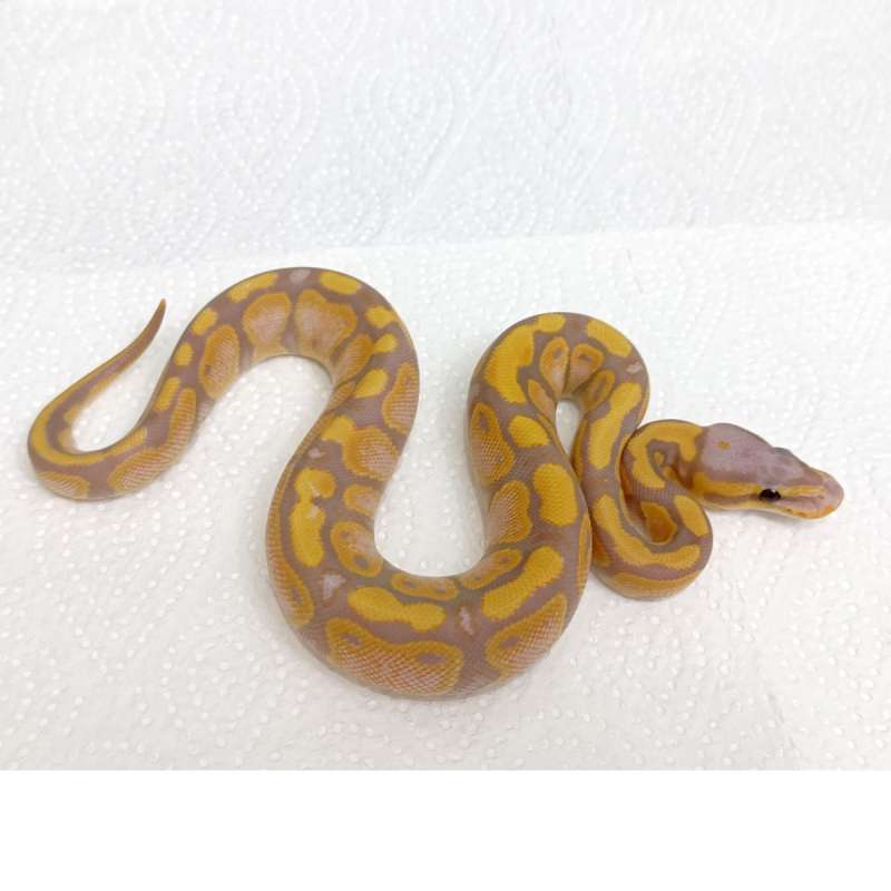 F Banana (Calico) het Clown [25C1102]