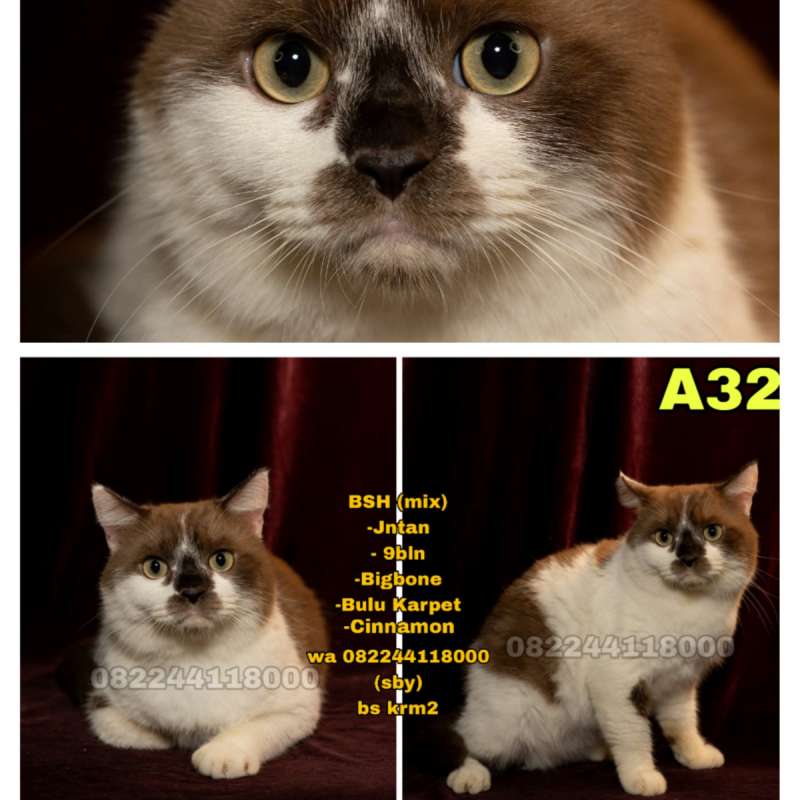 Kucing Bsh mix (cinnamon)