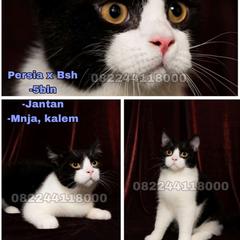 Kucing Persia x Bsh (Bicolor)