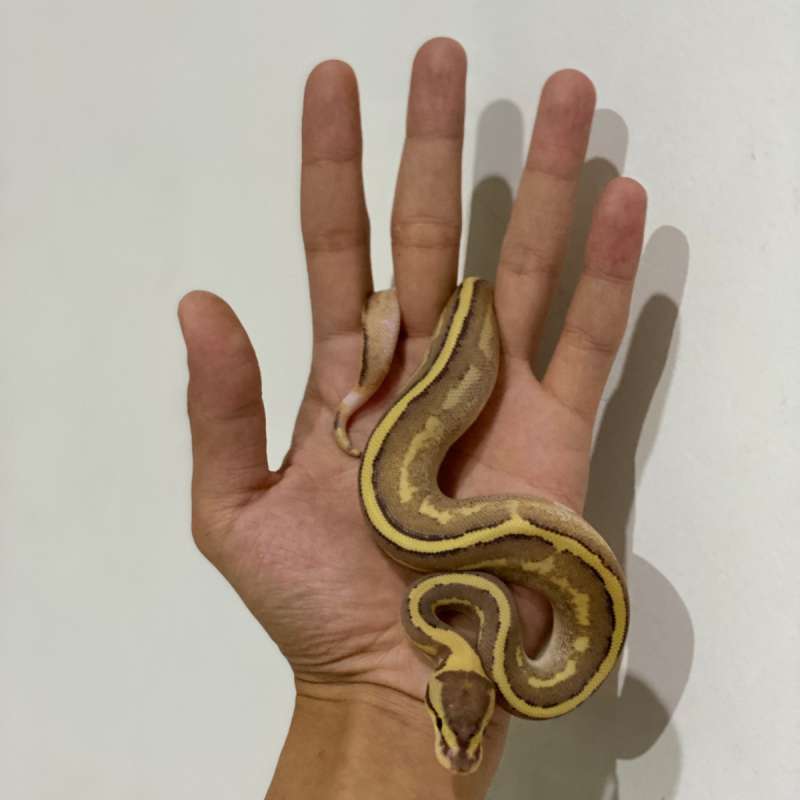 Superstripe enchi phantom calico gravel