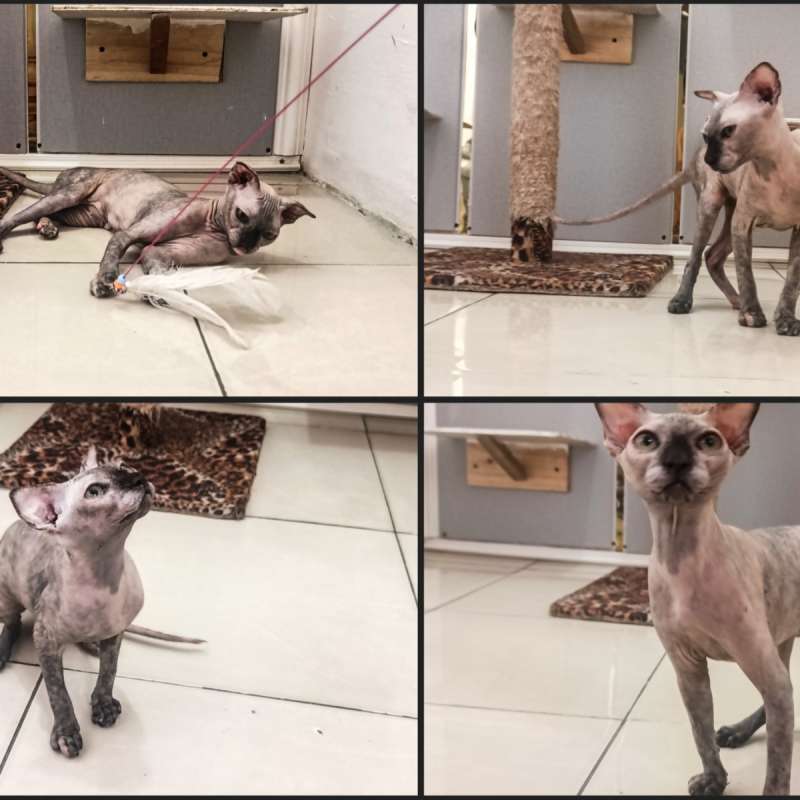 Kucing Sphynx levkoy dewasa