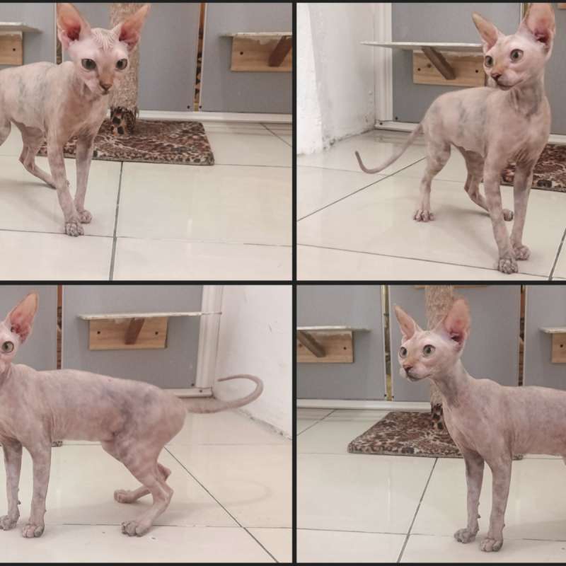 Kucing Sphynx dewasa