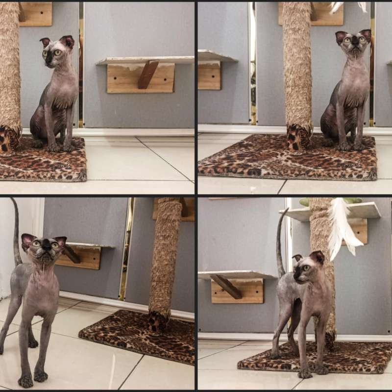 Kucing Sphynx levkoy dewasa