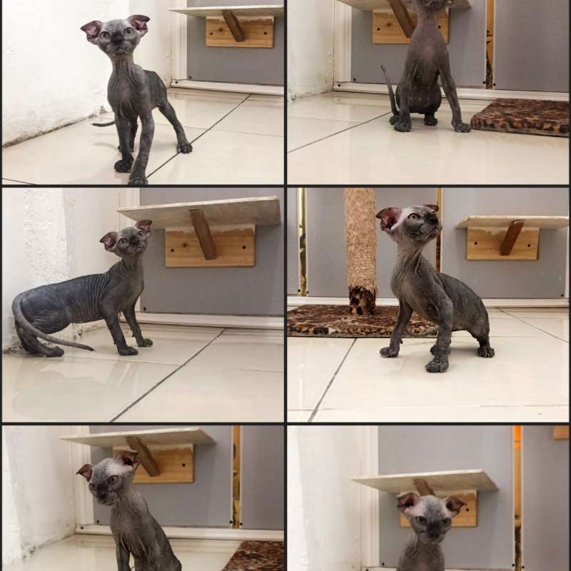 Kucing Sphynx levkoy dewasa