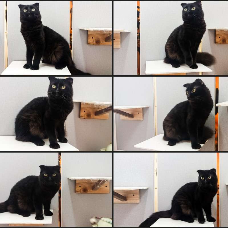 Scotisfold betina dewasa