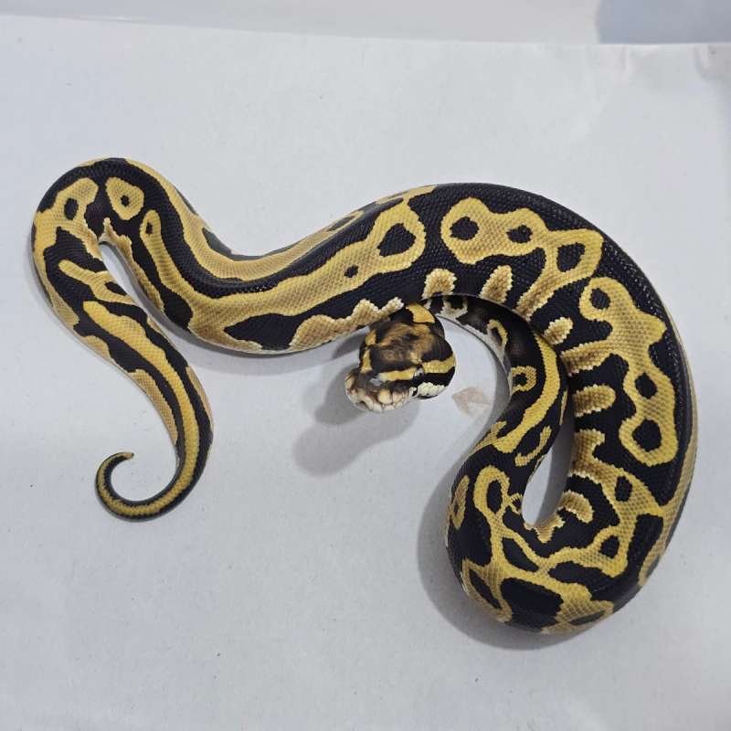 F Leo DG 66% het Clown Pied