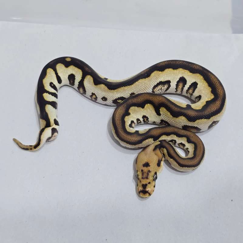 Dark Knight (Choco SN) Clown het DG (Minus)