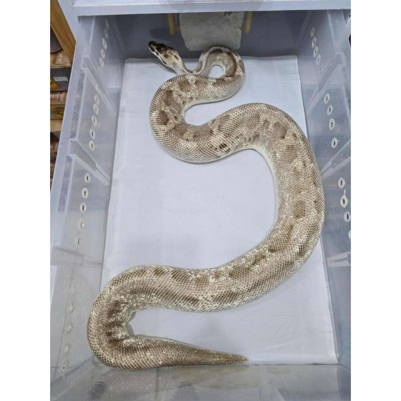 F Pastel Leo Super Stripe PROVEN BREED 1.9kg