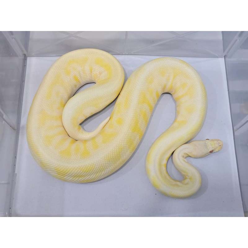 Albino Leopard Black Pewter het Clown PROVEN