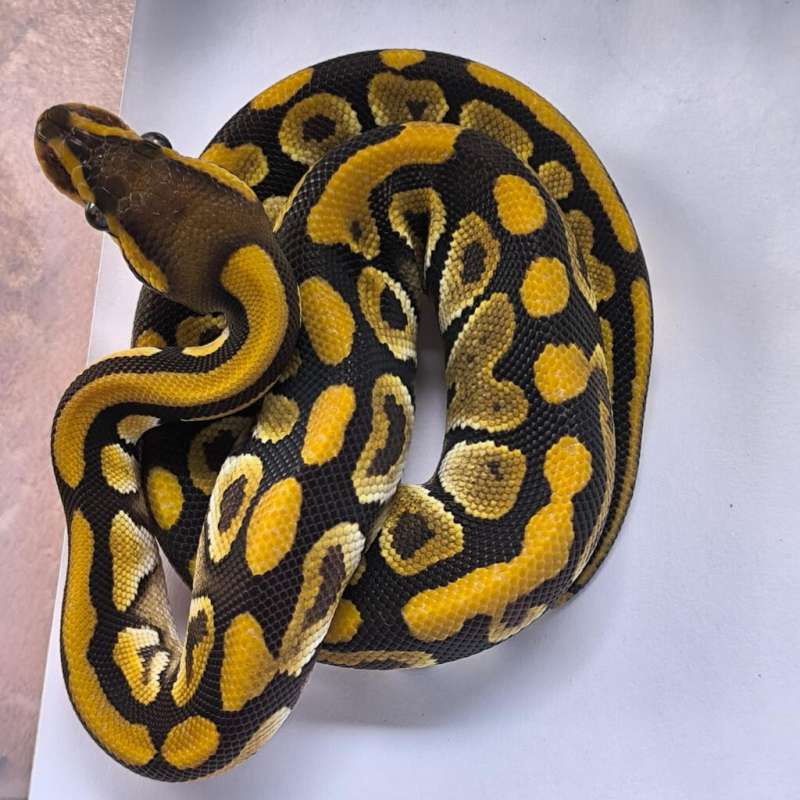 Mojave/Phantom het Clown