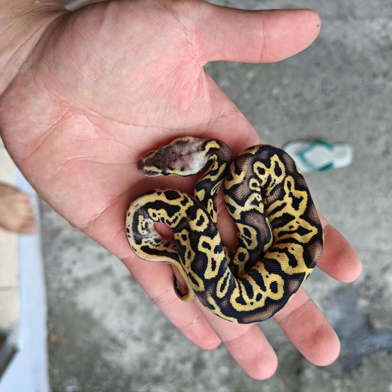Ball Python Leopard Pastel YB 0.1